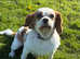 Lovely KC CKCS girl - Blenheim for sale