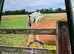 Pedigree Haflinger filly