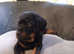 12 week old German Rottweiler puppie for sale