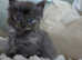 Maine coon ragdoll kittens