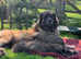 Leonberger puppies KC registered