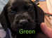 Springer x Labrador puppies