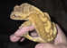 gecko with established vivarium setup