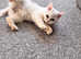 Persian kitten