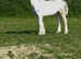 Login dusty 2 year old section a filly