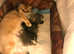 Two Scottish Fold kittens for sale