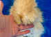 Woolly Jumpers available
