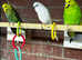 Budgies for sale
