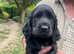 Beautiful cocker spaniels, health tested parents