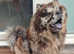 Dwkc Merle chowchow female pup