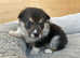KC Registered. Extensively DNA tested Clear, female tri coloured Pembroke Corgi