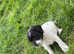Patterdale x parson Russell