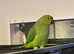 Stunning baby Indian ringnick parrot
