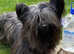 Rare breed champion lines Skye Terriers last boys reduced