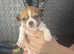 Puppies chihuahuas