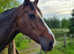 17HH 9yrs bay thoroughbred mare with exquisite breeding