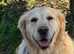 Beautiful Golden Retriever for regomibg