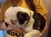 Boston Terrier/English Bulldog puppies