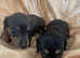 Miniature Dachshund puppies (carrying cream colour )