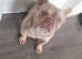 Stud Kc registered isabella new shade French bulldog