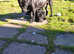 Cane corsos pups for sale