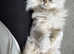 Rosie - white silver point British Longhair