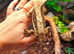 Female Crested Gecko's