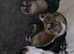 Beautiful staff puppies