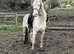 6 year old cremello mare