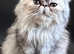 Gorggeous exotic Persian kitty