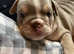 ** ready now last girl left **English bulldog puppies