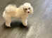 FOR SALE KC PROVEN CREAM TOY POODLE FULLY DNA TESTED