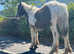 Tammy is looking for a forever home colt