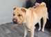 Male shar pei