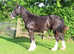 Beautiful Black  registered Colt