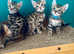 *Last 3* Bengal Kittens for sale