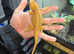 Bearded dragons available