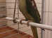 Alexanderian parrot for sale in Middlesbrough