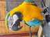 Gold and blue macaw parrot