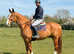 Flynn - 17hh chestnut gelding