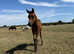 Part-bred Arab Colt