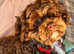 mini poodle cross imperial shih tzu one boy left