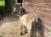 Gorgeous Dartmoor Dun Yearling Colt For Sale
