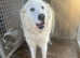 2 year old maremma bitch