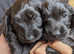 Beautiful F1 Toy Sprockerpoo puppies