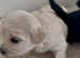 Stunning DNA Health Tested Maltipoo Puppies