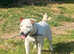 Parson Russell pups