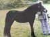 Registered Dartmoor mare