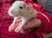 Baby dumbo rats