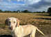 Fully healthy tested Dilute Labradors looking for their forever home